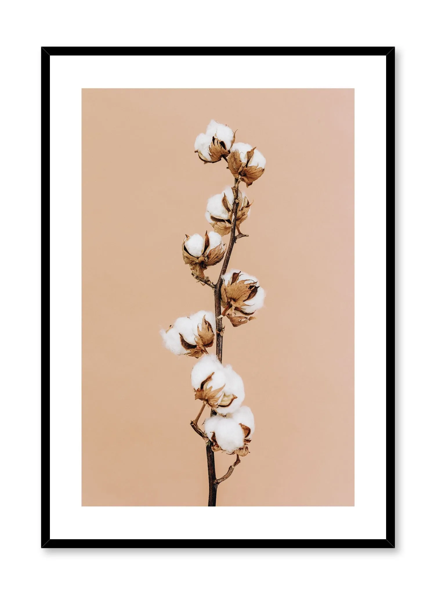 Climbing Cotton, Poster